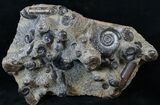 Plate of Devonian Ammonites From Morocco - #14310-1